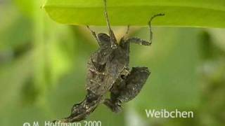 Gottesanbeterin Acanthops falcata, South American dead leaf mantis