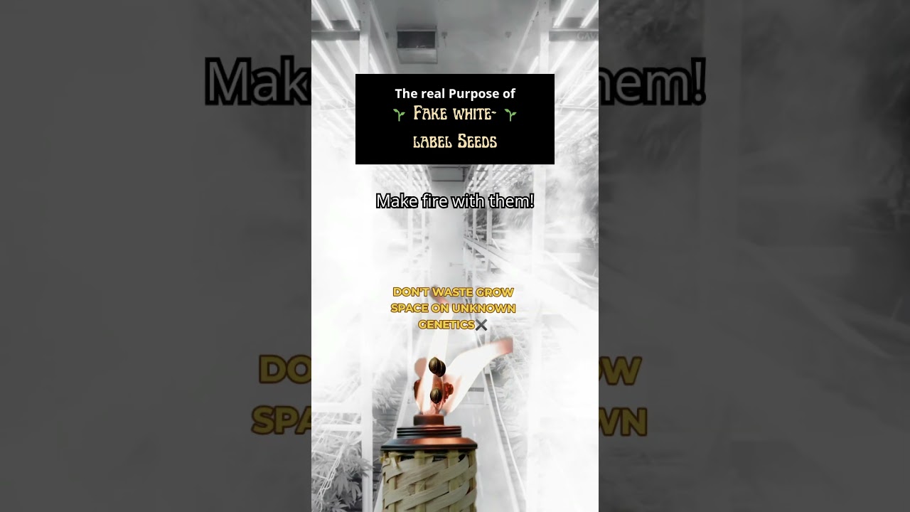 The real purpose fake white-label seeds