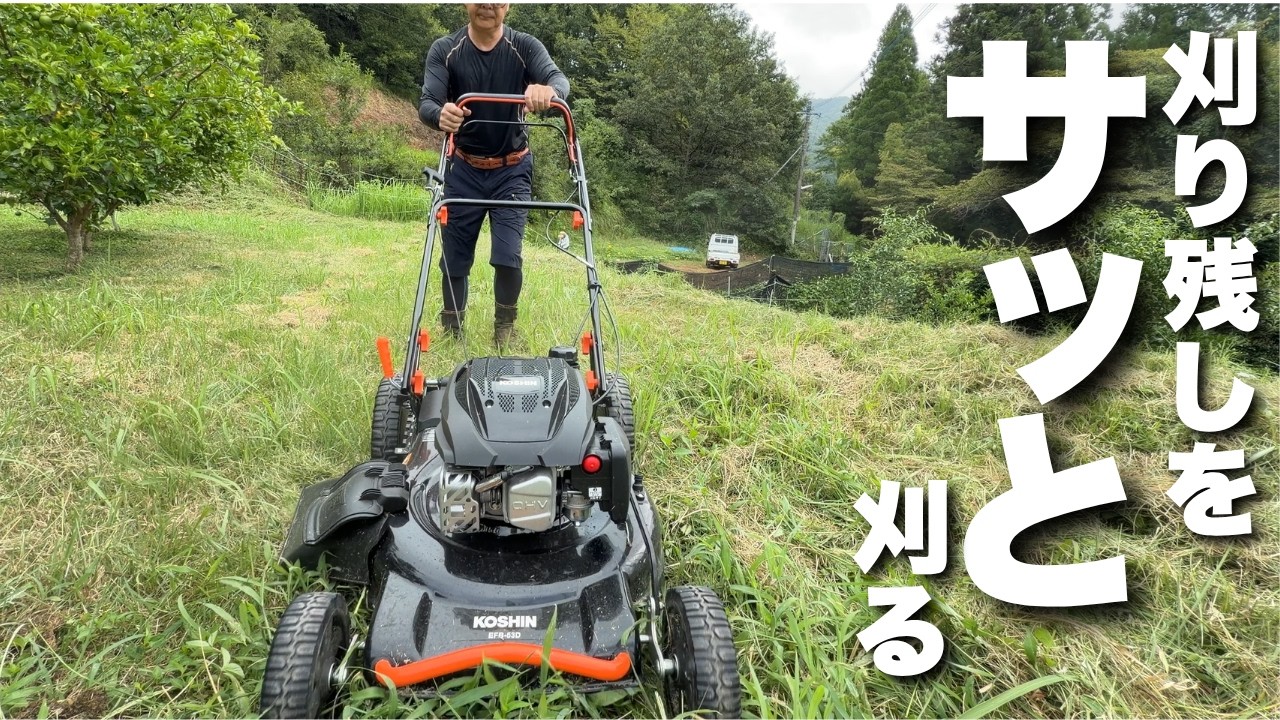 早朝作業！カボスが売れないです！岡山県山田養蜂場の「ぶんぶん