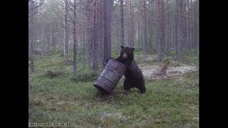 Охота На Медведя /  / Охота На Медведя / Медведь Вырвал Бочку С Цепи /  Росомаха На Приваде