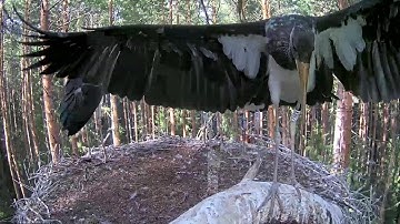 Must-toonekurg~A milestone!😎 V & W  are the first time on the curved branch🙃~5:33 p.m. 2022/07/27