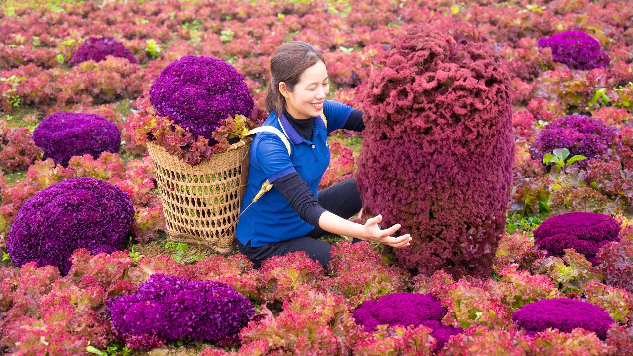 Harvest PURPLE LETTUCE Go to the market sell - Mix Vegetable Salad/Healthy Salad Recipe - Farm Care