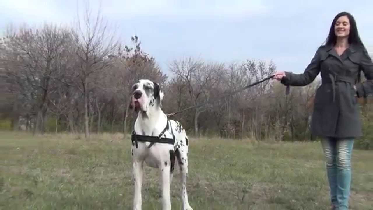 great dane leash
