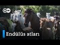 Avrupa'nın en zeki at ırkı: Endülüs atları - DW Türkçe