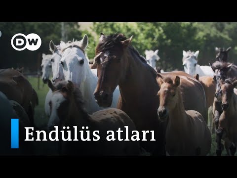 Avrupa'nın en zeki at ırkı: Endülüs atları - DW Türkçe