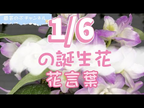 【園芸のぶチャンネル】1/6の誕生花と花言葉【１月】【６日】【デンドロビウム】