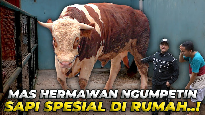 KALO UDAH ADA DI KANDANG RUMAH GINI PASTI SAPI INI SPESIAL BANGET...!!!