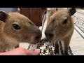I Fed a Wasp Nest to Capybaras (Big Ounce Dies)