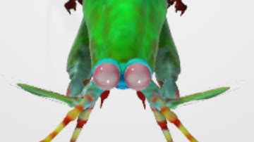 Mantis Shrimp 3D Model #3dmodeling