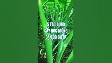 5 tác dụng khi ăn dọc mùng bạn biết chưa? #cothebanchuabiet #dinhduong #kienthuc #kienthucthuvi