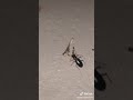 Tik Tok of bug eating leg and a Larva walking upside down