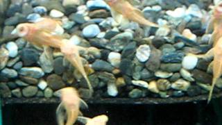 水族范店-金黃紅眼小鬍子20110907(約5-6公分)
