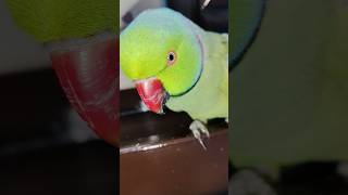 #angry #mitthushorts #viralshorts #nonstoptalkingparrot #cutebird #talkingparrot #shorts .