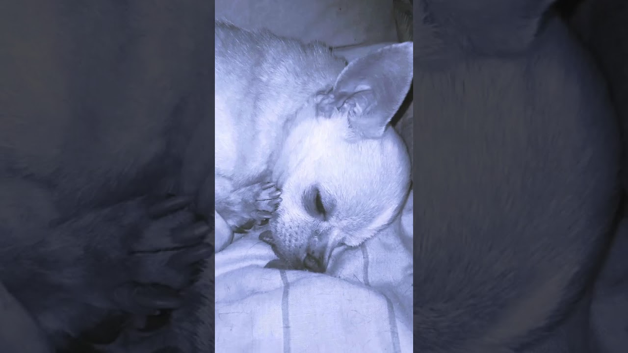 Старушка Юточка спит... 1 февраля 2026 г.