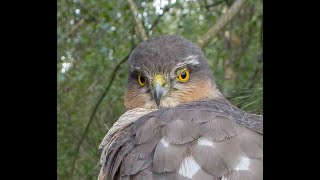 Sparrowhawks Foodpass slowmo