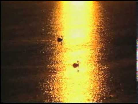 Evening at Buena Vista Lagoon