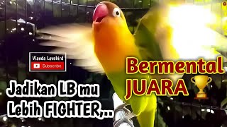 Suara Burung Lovebird ini, Jadikan LB mu Lebih FIGHTER CEPAT NGEKEK dan Bermental JUARA🏆