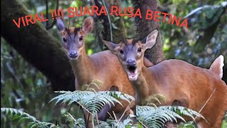 SUARA PIKAT RUSA BETINA MEMANGGIL PEJANTAN