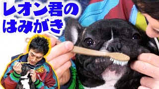【つよぽん流】レオン君の歯磨きを見せちゃいます！
