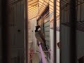 تغريد بلبل اليف سمع بلابلك ل نصف ساعه تغريد بلبل اليف سمع بلابلك ل نصف ساعه