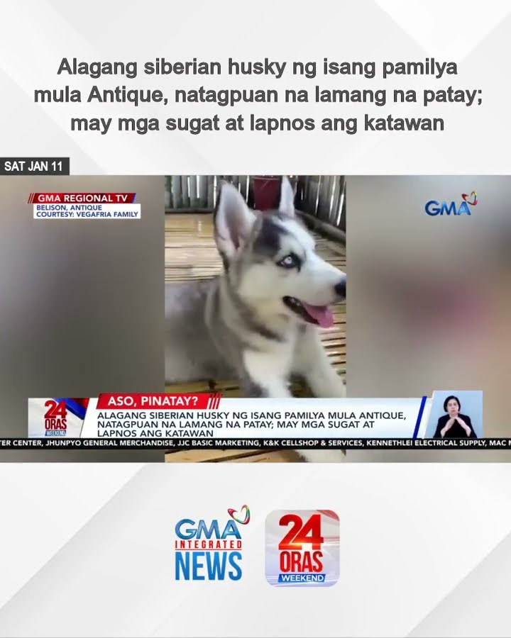 Alagang siberian husky ng isang pamilya mula Antique, natagpuan na lamang na... | 24 Oras Weekend