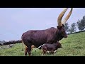 ISHAMO MAGOLOFA MALANGE 0694884524 BY SENI LUCHAGULA TZ 2026
