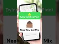 Plant App - Plant Identifier