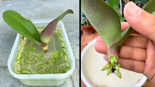 Great skills! Even withered orchids shoot out countless roots