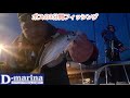 D-marina発　アジの釣り方　