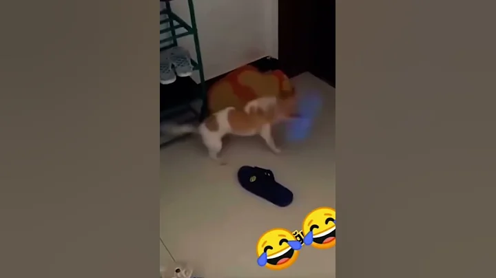 Why this dog think understands more than its owner