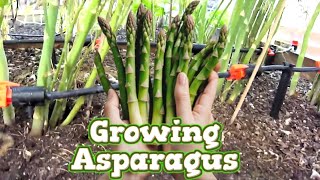 Growing asparagus What you need to know