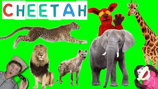 First Words #11 CHEETAH | Learning 6 WILD ANIMALS | Learn English Kids Matt VS Cheetah