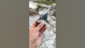 I Found a Giant Megalodon Tooth!