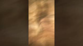 Download Lagu Egypt trend with Lisa #blackpink#kpop#blinkstar#lisa#egypt MP3