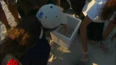 Some 70,000 Turtle Eggs Being Moved Far From Oil