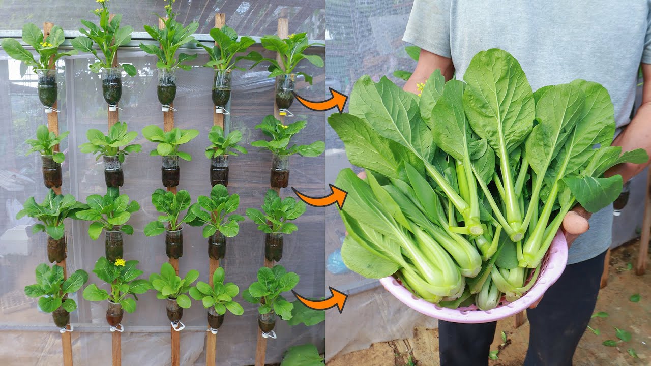 Provide vegetables to eat comfortably for the family with vertical