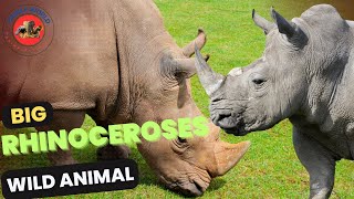 "How the Mighty Rhino Roams: Exploring the Wild World of Rhinoceroses" | Big Wild Animal