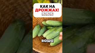 ТОЛСТЫЙ СТЕБЕЛЬ И МОЩНЫЙ КОРЕНЬ! Дайте рассаде этот дрожжевой коктейль 🌿💪