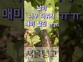 #매미도 탈진하는 더운날 #날씨 너무 더워 ㅎ #서울탱고 #방실이