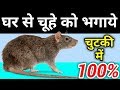 चूहों को भगाने के घरेलु नुस्खें -  Get Rid of RATS MOUSE MICE PERMANENTLY Quickly