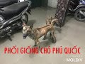 Phối giống chó phú quốc cực đỉnh, chó phú quốc vlogs. 0932130879