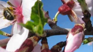 Almendros en Flor