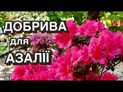 Чим підживити садову азалію. Добрива. Догляд після цвітіння