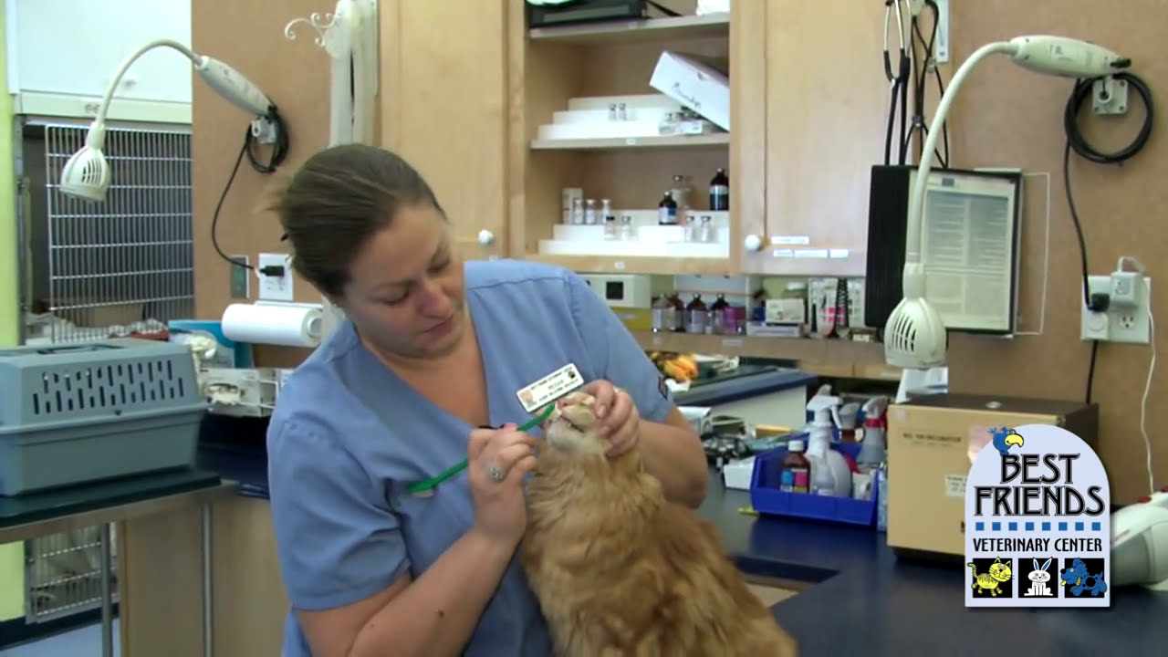 Brushing Your Cats Teeth YouTube Brushing Your Cats Teeth YouTube