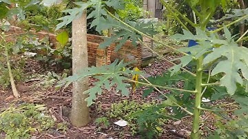 Với 1,6tỷ sẽ sở hữu ngay 2000m2 đất vườn khu dân cư đường nhựa trên đất có trại heo tại Xã Bình Giã.