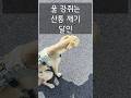 아름다운 제주 하늘에 찬물 끼얹는 강아지