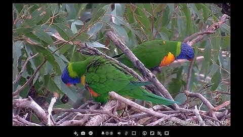 Rainbow Lorikeets ~ we got a couple in focus !!! ~ ©SeaEagleCAM Team