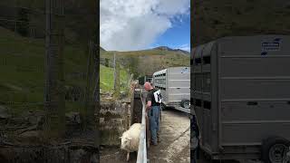 Dosing The Ewes Today #Youtubeshorts #Farming #Food #Viralvideo