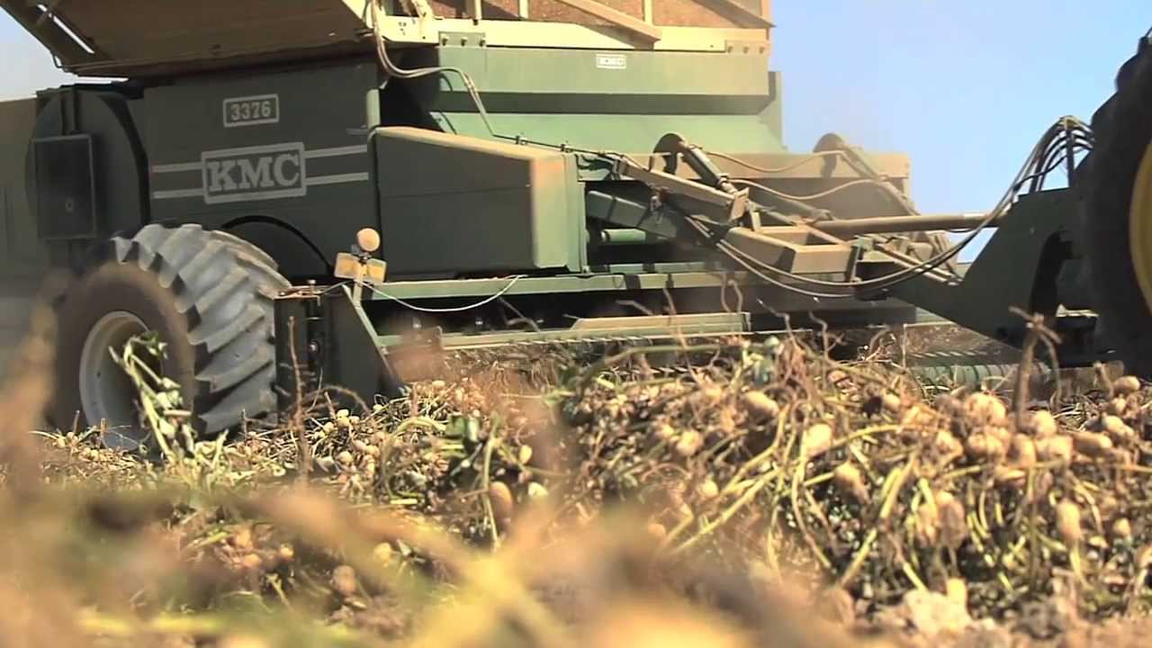 2013 Georgia Peanut Harvest Is Underway YouTube 2013-georgia-peanut-harvest-is-underway-youtube