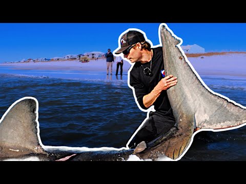 1200+LB Great White Shark From the BEACH!